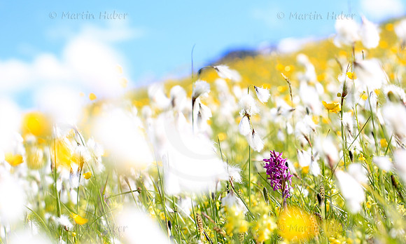 Bunte Blumenwiese im Obertal