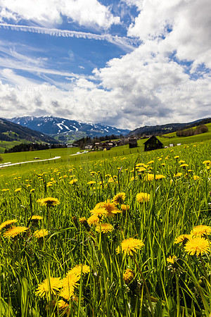 THEMENBILD, Frühling in den Bergen