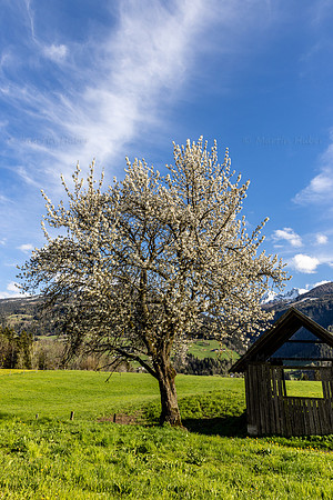 THEMENBILD, Frühling in den Bergen