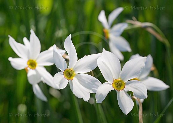 Stern-Narzisse - Narcissus radiiflorus