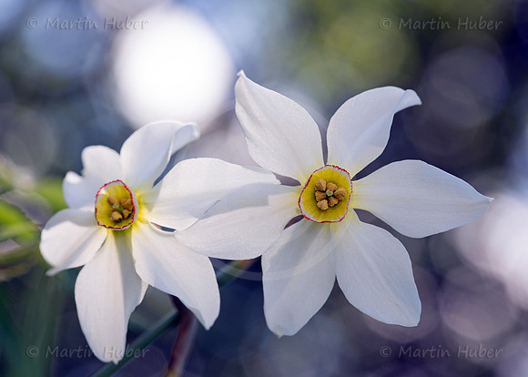 Stern-Narzisse - Narcissus radiiflorus