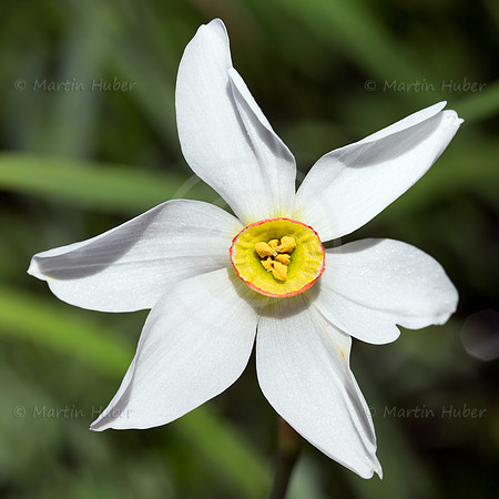 Stern-Narzisse - Narcissus radiiflorus