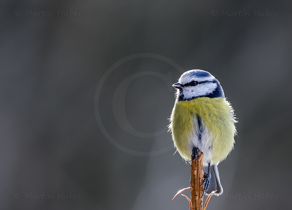 Blaumeise