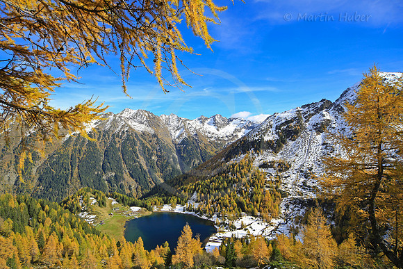 Laerchengold am Duisitzkarsee