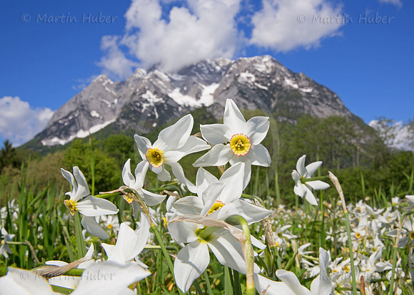 Stern-Narzisse - Narcissus radiiflorus - blueht am Fusse des Grimmings