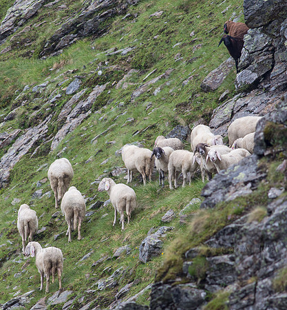 Schafherde im Gebirge