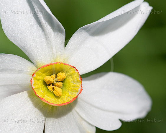 Stern-Narzisse - Narcissus radiiflorus