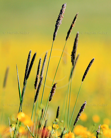 Die gelbe Sommerwiese