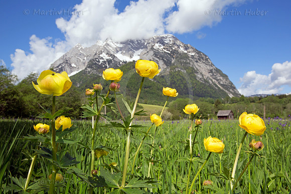 Trollblume - Trollius europaeus - blueht am Fusse des Grimmings