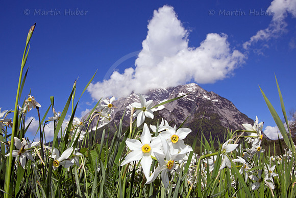 Stern-Narzisse - Narcissus radiiflorus - blueht am Fusse des Grimmings