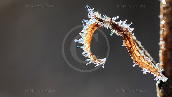Eiskristalle auf geschwungenem Blatt