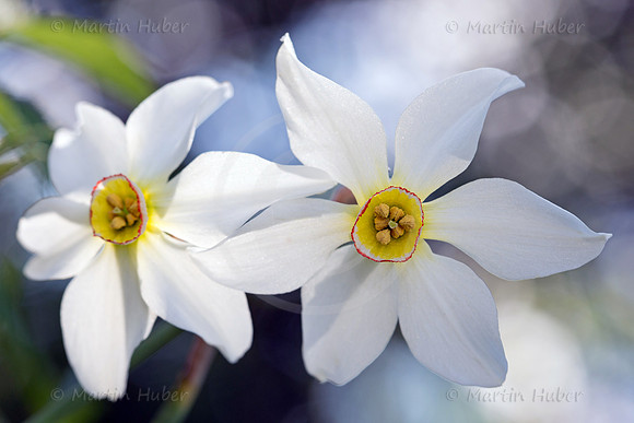Stern-Narzisse - Narcissus radiiflorus