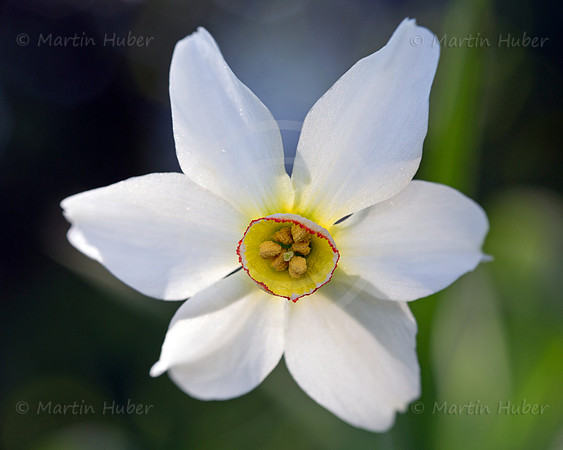 Stern-Narzisse - Narcissus radiiflorus