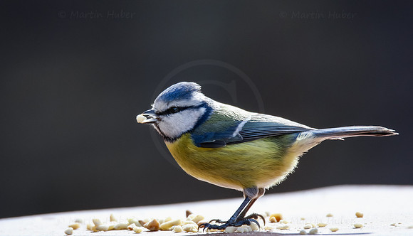 Blaumeise