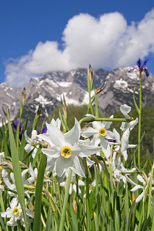 Stern-Narzisse - Narcissus radiiflorus - blueht am Fusse des Grimmings