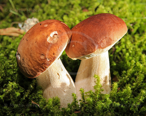 Zwei Steinpilze im gruenen Waldmoos