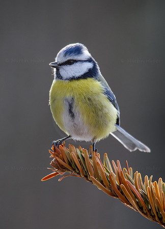 Blaumeise