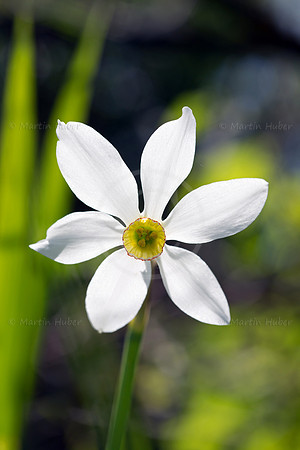 Stern-Narzisse - Narcissus radiiflorus