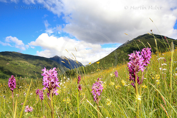 Breitblaettriges Knabenkraut, Dactylorhiza majalis