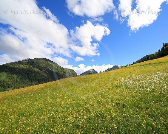 Bunte Blumenwiese im Obertal