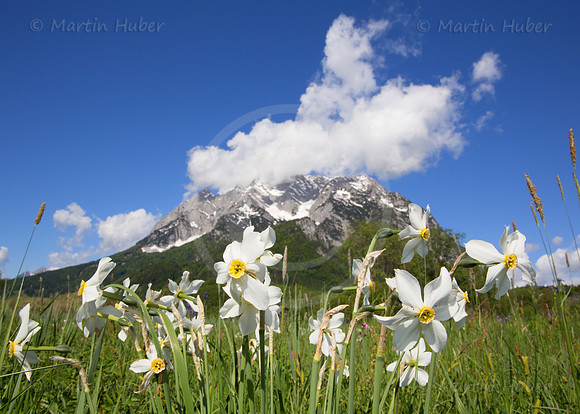 Stern-Narzisse - Narcissus radiiflorus - blueht am Fusse des Grimmings