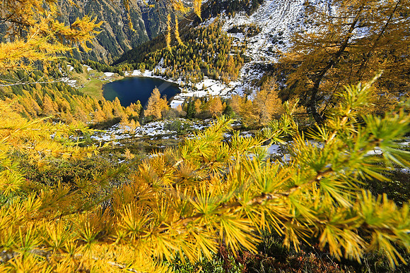 Laerchengold am Duisitzkarsee