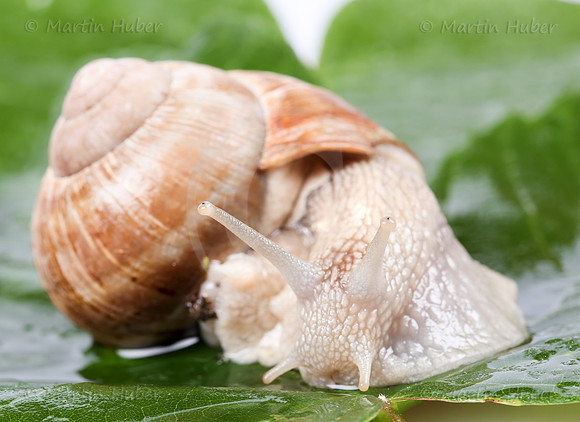 Weinbergschnecke, Helix pomatia
