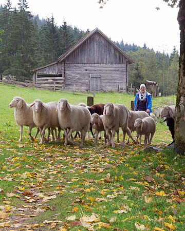 Schaf-Almabtrieb