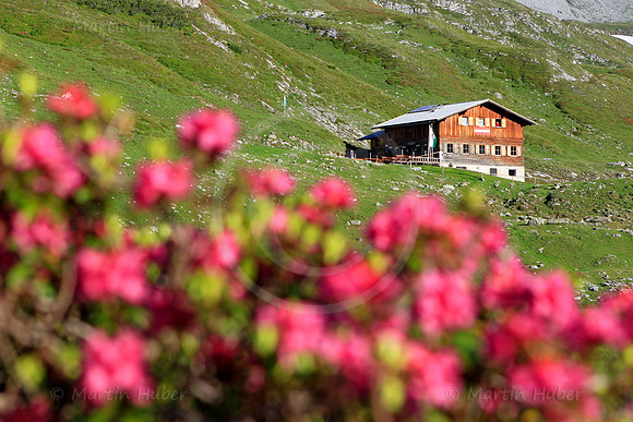 Almrausch-/Steinrosenblüte rund um die Giglachseen 2012