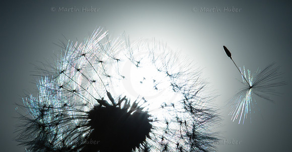 Verblühter Löwenzahn, Pusteblume