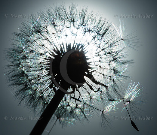 Verblühter Löwenzahn, Pusteblume