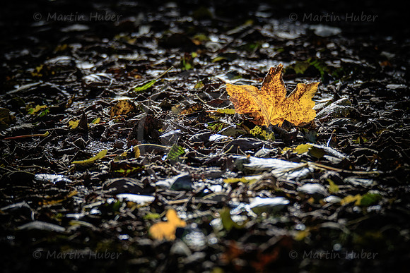 THEMENBILD, Herbst, Blatt