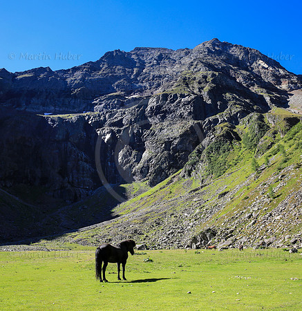 Islandpferd im Gollingwinkel mit Hochgolling-Nordwand