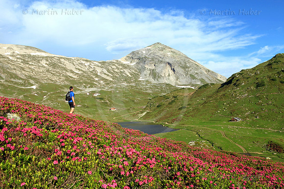 Almrausch-/Steinrosenblüte rund um die Giglachseen 2012