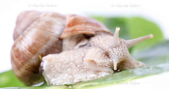 Weinbergschnecke, Helix pomatia