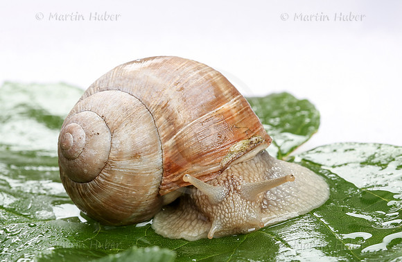 Weinbergschnecke, Helix pomatia