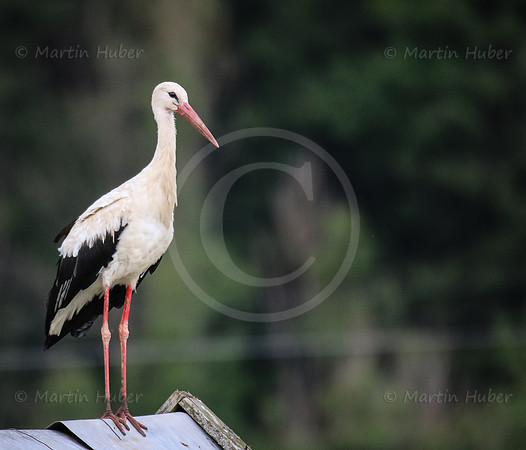 Storch in Haus im Ennstal