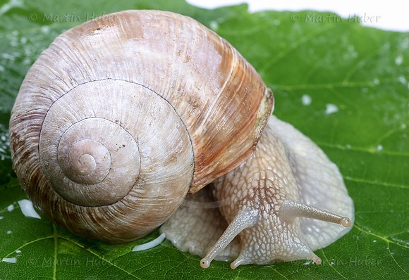 Weinbergschnecke, Helix pomatia