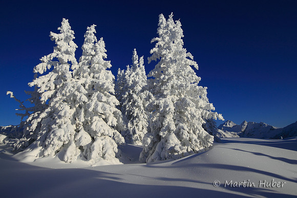 Tief verschneiter Winterwald