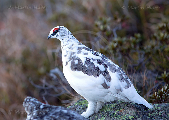 Alpenschneehuhn