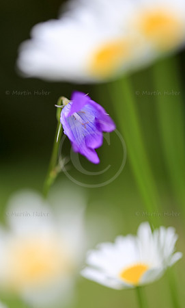 Glockenblume zwischen Margeriten