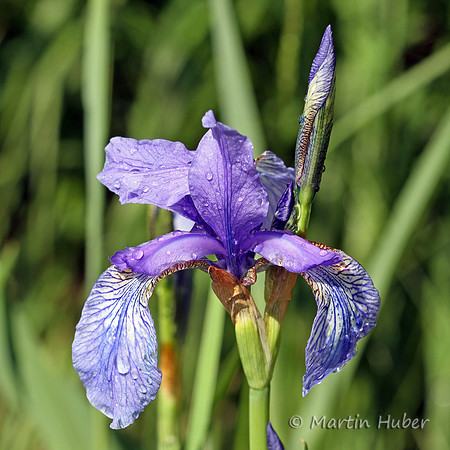 Sibirische Schwertlilie (Iris sibirica)