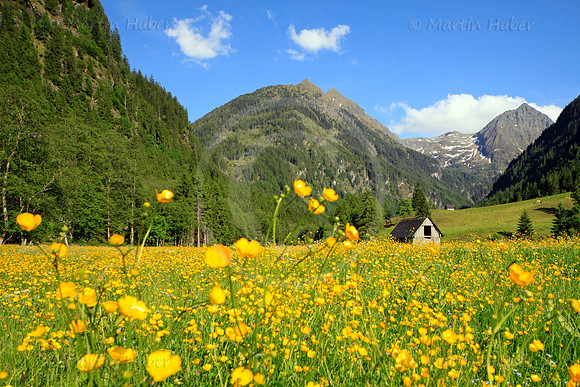 Die gelbe Sommerwiese