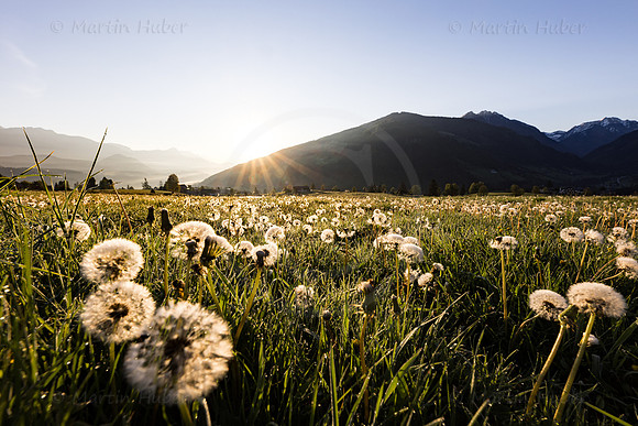 THEMENBILD, Frühling in den Bergen, verblühter Löwenzahn