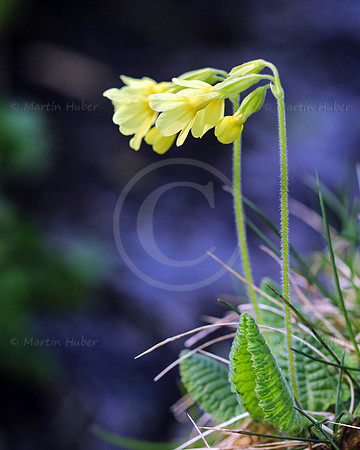 Schluesselblume
