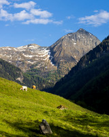 THEMENBILD, Frühling in den Bergen, Alm, Rinder