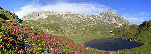 Almrausch-/Steinrosenblüte rund um die Giglachseen 2012