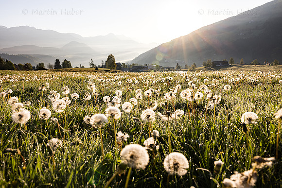 THEMENBILD, Frühling in den Bergen, verblühter Löwenzahn