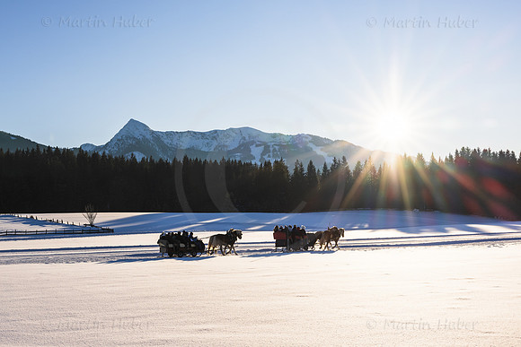 Winter, Pferdeschlitten