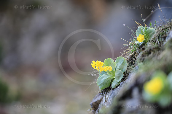 Petergstamm, Primula balbisii